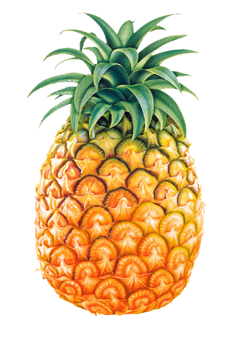 آناناس کامل و واکنش‌گرا